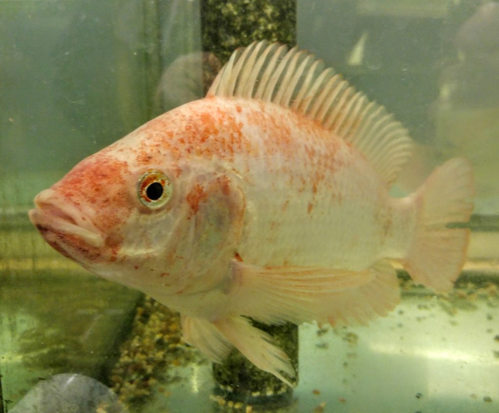 Photograph of a tilapia brood fish
