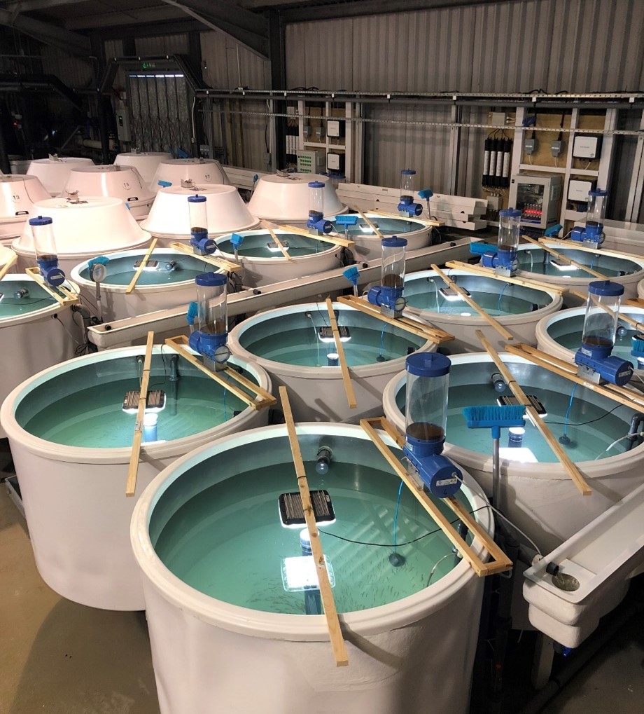 Photograph of first feeding fry in recirculated aquaculture tanks