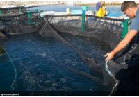 Photo of lifting nets at a research fish farm