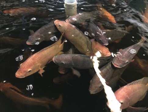 Photograph of tilapia in a stock tank